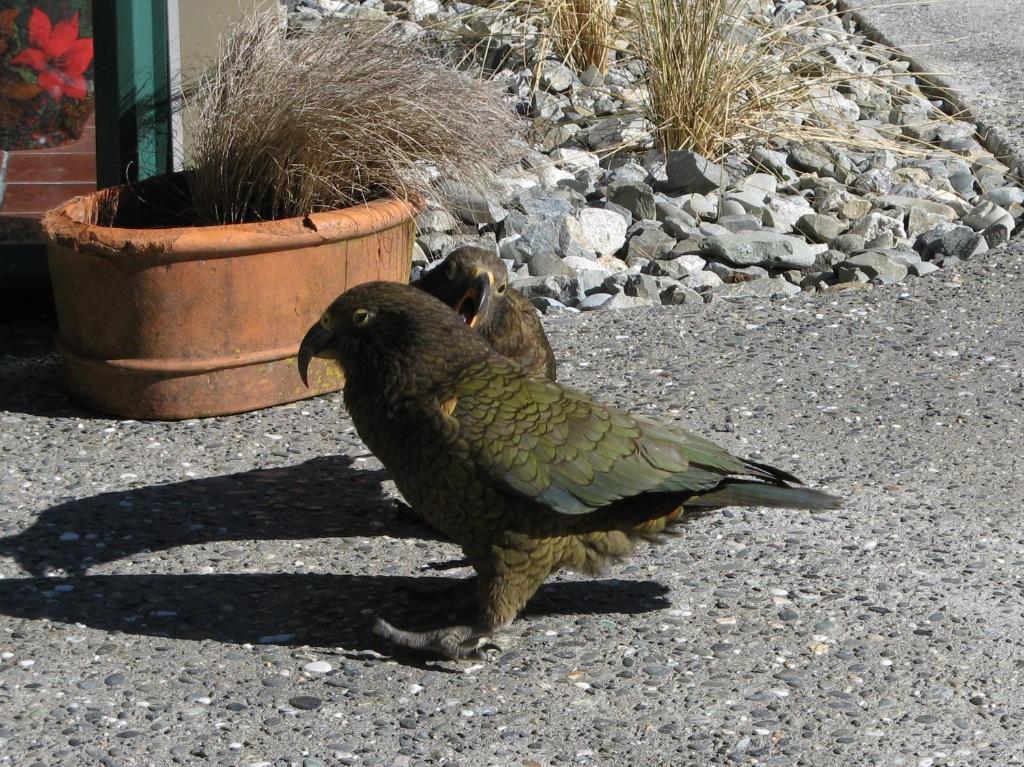 Mountain House Hostel Arthur's Pass Exterior foto